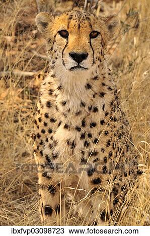 "Cheetah (Acinonyx jubatus), seated, Okonjima Game Reserve, Namibia, Africa" View Large Photo Image Stock Image - "Cheetah (Acinonyx jubatus), seated, Okonjima Game Reserve, Namibia, Africa". Fotosearch