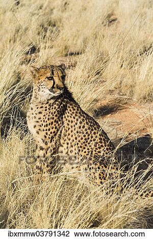 Stock Image - "Cheetah (Acinonyx jubatus) sitting in the grass, Namibia, Africa". Fotosearch