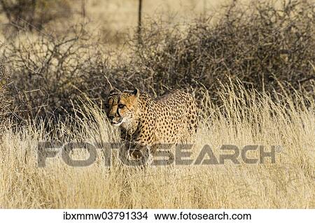 "Cheetah (Acinonyx jubatus) stalking through the tall grass, Namibia, Africa" View Large Photo Image Picture - "Cheetah (Acinonyx jubatus) stalking through the tall grass, Namibia, Africa". Fotosearch