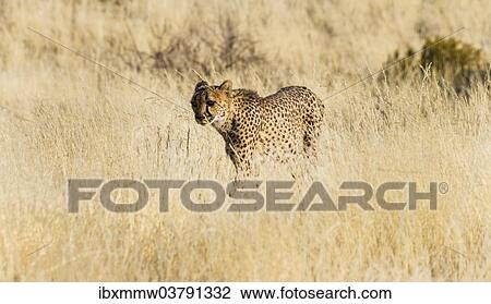 "Cheetah (Acinonyx jubatus) stalking through the tall grass, Namibia, Africa" View Large Photo Image Stock Image - "Cheetah (Acinonyx jubatus) stalking through the tall grass, Namibia, Africa". Fotosearch