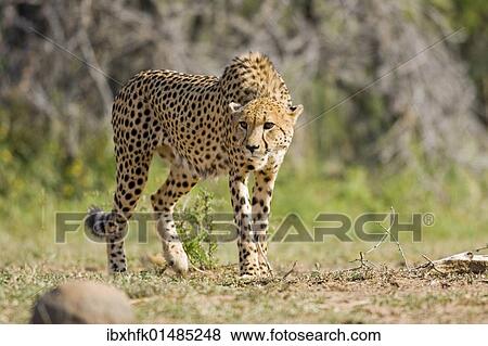 "Cheetah (Acinonyx jubatus), Hluhluwe-Imfolozi National Park, South Africa, Africa" View Large Photo Image Stock Photo - "Cheetah (Acinonyx jubatus), Hluhluwe-Imfolozi National Park, South Africa, Africa". Fotosearch