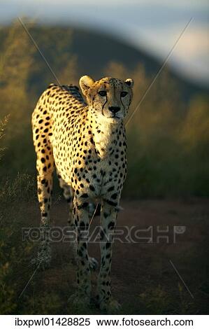 "Cheetah (Acinonyx jubatus), Waterberg Plateau Park, Namibia, Africa" View Large Photo Image Stock Photography - "Cheetah (Acinonyx jubatus), Waterberg Plateau Park, Namibia, Africa". Fotosearch