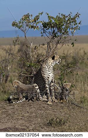 "Cheetah (Acinonyx jubatus) with cubs, Masai Mara National Reserve, Kenya, East Africa, Africa, PublicGround, Africa" View Large Photo Image Picture - "Cheetah (Acinonyx jubatus) with cubs, Masai Mara National Reserve, Kenya, East Africa, Africa, PublicGround, Africa". Fotosearch