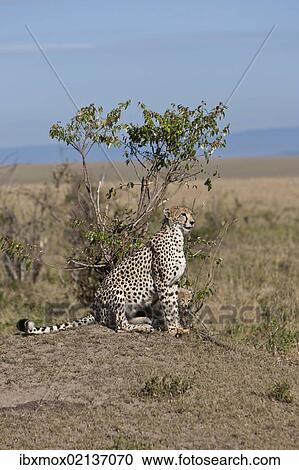 "Cheetah (Acinonyx jubatus) with cubs, Masai Mara National Reserve, Kenya, East Africa, Africa, PublicGround, Africa" View Large Photo Image Stock Image - "Cheetah (Acinonyx jubatus) with cubs, Masai Mara National Reserve, Kenya, East Africa, Africa, PublicGround, Africa". Fotosearch