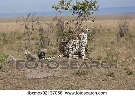 Stock Photo - "Cheetah (Acinonyx jubatus) with cubs, Masai Mara National Reserve, Kenya, East Africa, Africa, PublicGround, Africa". Fotosearch