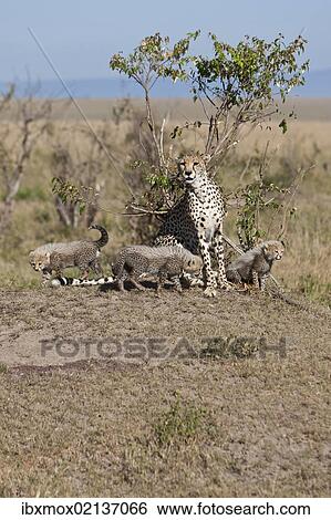 "Cheetah (Acinonyx jubatus) with cubs, Masai Mara National Reserve, Kenya, East Africa, Africa, PublicGround, Africa" View Large Photo Image Stock Photograph - "Cheetah (Acinonyx jubatus) with cubs, Masai Mara National Reserve, Kenya, East Africa, Africa, PublicGround, Africa". Fotosearch