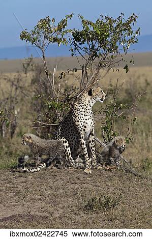 "Cheetah (Acinonyx jubatus) with kittens, Masai Mara National Park, Kenya, East Africa, Africa, PublicGround, Africa" View Large Photo Image Stock Photography - "Cheetah (Acinonyx jubatus) with kittens, Masai Mara National Park, Kenya, East Africa, Africa, PublicGround, Africa". Fotosearch