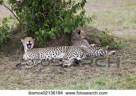 "Cheetah (Acinonyx jubatus) with young, Masai Mara National Reserve, Kenya, East Africa, Africa, PublicGround, Africa" View Large Photo Image Picture - "Cheetah (Acinonyx jubatus) with young, Masai Mara National Reserve, Kenya, East Africa, Africa, PublicGround, Africa". Fotosearch