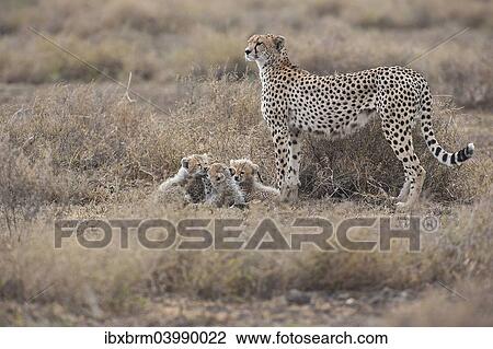 "Cheetahs (Acinonyx jubatus), female cheetah with cubs, Serengeti, Tanzania, Africa" View Large Photo Image Stock Image - "Cheetahs (Acinonyx jubatus), female cheetah with cubs, Serengeti, Tanzania, Africa". Fotosearch