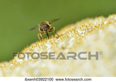 "Cheilosia canicularis hoverfly (Cheilosia canicularis), Emsland, Lower Saxony, Germany, Europe" View Large Photo Image Stock Image - "Cheilosia canicularis hoverfly (Cheilosia canicularis), Emsland, Lower Saxony, Germany, Europe". Fotosearch
