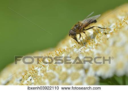 "Cheilosia canicularis hoverfly (Cheilosia canicularis), Emsland, Lower Saxony, Germany, Europe" View Large Photo Image Stock Image - "Cheilosia canicularis hoverfly (Cheilosia canicularis), Emsland, Lower Saxony, Germany, Europe". Fotosearch