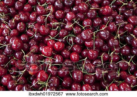 "Cherries, background" View Large Photo Image Stock Photo - "Cherries, background". Fotosearch