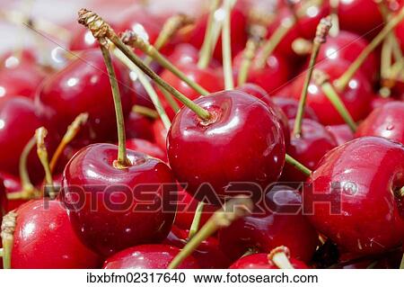 Cherries View Large Photo Image Stock Image - Cherries. Fotosearch
