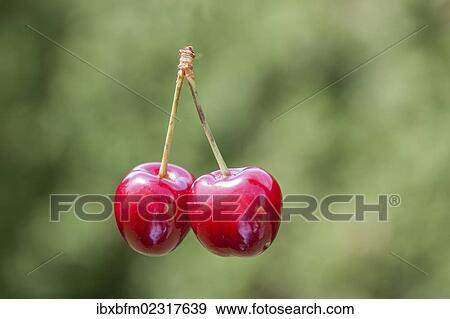Cherries View Large Photo Image Stock Photo - Cherries. Fotosearch