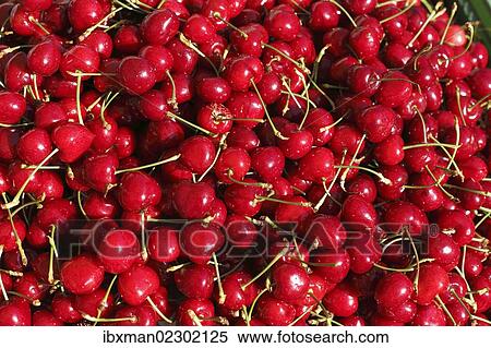 "Cherries, Styria, Austria, Europe" View Large Photo Image Stock Photography - "Cherries, Styria, Austria, Europe". Fotosearch