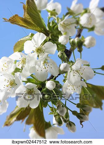 Cherry blossom on a cherry tree View Large Photo Image Stock Image - Cherry blossom on a cherry tree. Fotosearch
