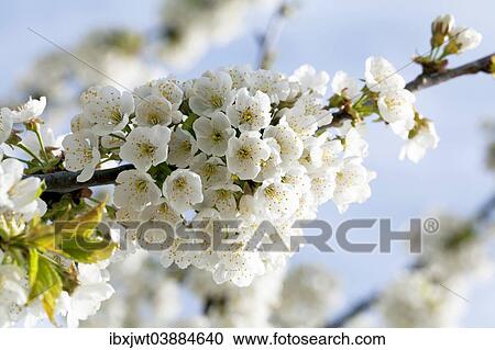 "Cherry blossom (Prunus avium), Markgraflerland, Black Forest, Baden-Wurttemberg, Germany, Europe" View Large Photo Image Stock Image - "Cherry blossom (Prunus avium), Markgraflerland, Black Forest, Baden-Wurttemberg, Germany, Europe". Fotosearch