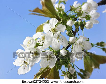 Cherry blossom (Prunus sp. ) View Large Photo Image Stock Image - Cherry blossom (Prunus sp. ). Fotosearch