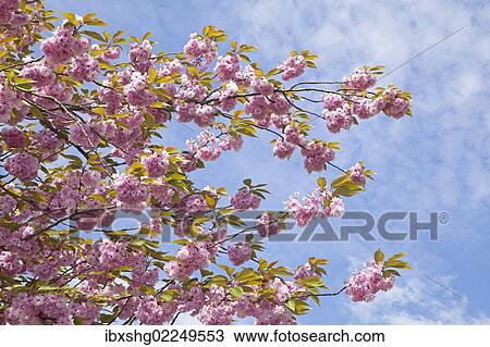 "Cherry blossoms, Altes Land fruit-growing region, Lower Saxony, Germany, Europe" View Large Photo Image Stock Image - "Cherry blossoms, Altes Land fruit-growing region, Lower Saxony, Germany, Europe". Fotosearch