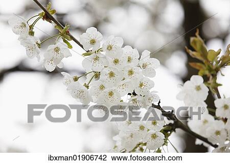 Stock Image - "Cherry blossoms, flowers of the Wild cherry or Sweet cherry (Prunus avium), Franconian Switzerland, Upper Franconia, Franconia, Bavaria, Germany, Europe". Fotosearch