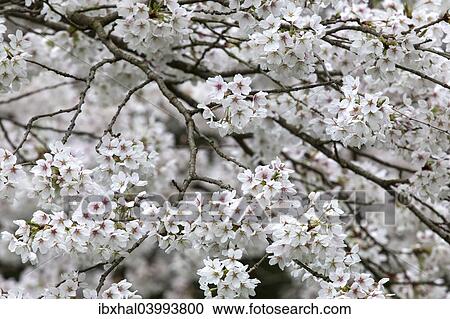 "Cherry blossoms, Germany, Europe" View Large Photo Image Stock Image - "Cherry blossoms, Germany, Europe". Fotosearch