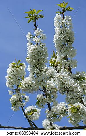 Picture - "Cherry blossoms (Prunus avium) against blue sky, Bavaria, Germany, Europe". Fotosearch