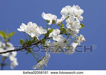 Stock Image - "Cherry blossoms (Prunus sp. ), Mostviertel, Must Quarter, Lower Austria, Austria, Europe". Fotosearch