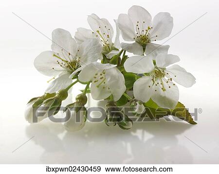 Cherry Blossoms View Large Photo Image Stock Photo - Cherry Blossoms. Fotosearch