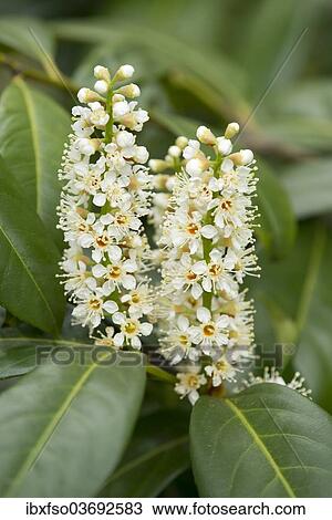 "Cherry Laurel or Common Laurel (Prunus laurocerasus, Laurocerasus officinalis) flowers and leaves, ornamental shrub, native to the Mediterranean and Asia Minor, Saxony, Germany, Europe" View Large Photo Image Stock Image - "Cherry Laurel or Common Laurel (Prunus laurocerasus, Laurocerasus officinalis) flowers and leaves, ornamental shrub, native to the Mediterranean and Asia Minor, Saxony, Germany, Europe". Fotosearch