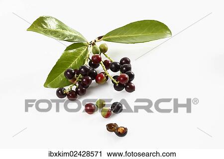 "Cherry Laurel (Prunus laurocerasus), leaves with fruits" View Large Photo Image Stock Image - "Cherry Laurel (Prunus laurocerasus), leaves with fruits". Fotosearch