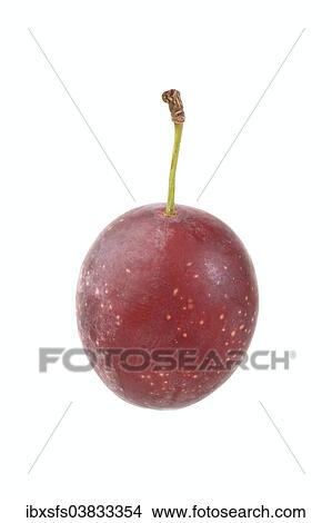 "Cherry plum, Myrobolane" View Large Photo Image Picture - "Cherry plum, Myrobolane". Fotosearch
