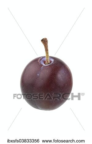 "Cherry plum, Myrobolane" View Large Photo Image Stock Photograph - "Cherry plum, Myrobolane". Fotosearch