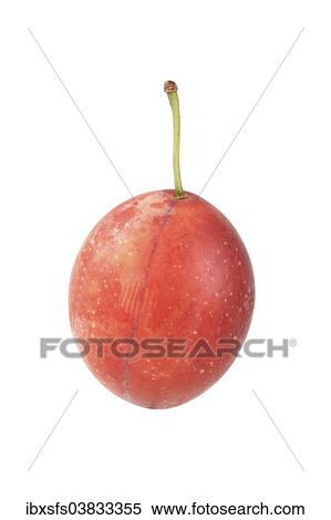 "Cherry plum, Myrobolane" View Large Photo Image Stock Photography - "Cherry plum, Myrobolane". Fotosearch
