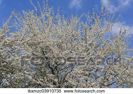 "Cherry Plum or Myrobalan Plum (Prunus cerasifera), in full bloom, Bavaria, Germany, Europe" View Large Photo Image Stock Photography - "Cherry Plum or Myrobalan Plum (Prunus cerasifera), in full bloom, Bavaria, Germany, Europe". Fotosearch