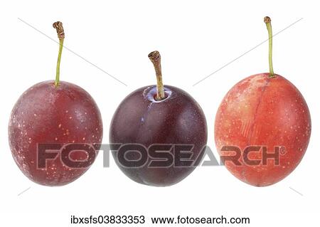 "Cherry plums, Myrobolane" View Large Photo Image Stock Image - "Cherry plums, Myrobolane". Fotosearch