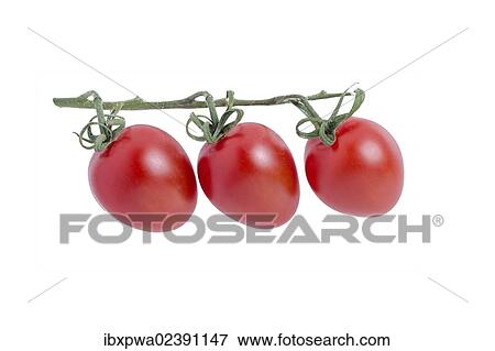 Cherry tomatoes View Large Photo Image Stock Photo - Cherry tomatoes. Fotosearch