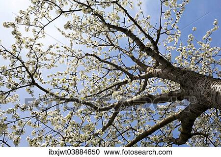 "Cherry tree (Prunus avium) in full bloom, Markgraflerland, Black Forest, Baden-Wurttemberg, Germany, Europe" View Large Photo Image Stock Image - "Cherry tree (Prunus avium) in full bloom, Markgraflerland, Black Forest, Baden-Wurttemberg, Germany, Europe". Fotosearch