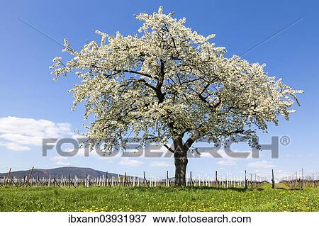 "Cherry Tree (Prunus avium) in full bloom, in a vineyard, Southern Palatinate, Rhineland-Palatinate, Germany, Europe" View Large Photo Image Stock Photo - "Cherry Tree (Prunus avium) in full bloom, in a vineyard, Southern Palatinate, Rhineland-Palatinate, Germany, Europe". Fotosearch