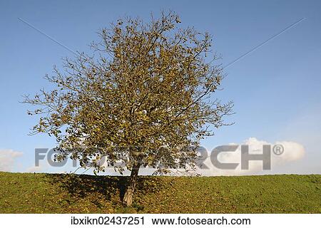 "Cherry tree (Prunus sp. ) on a dyke in autumn, Borstel, Altes Land region, Lower Saxony, Germany, Europe" View Large Photo Image Stock Image - "Cherry tree (Prunus sp. ) on a dyke in autumn, Borstel, Altes Land region, Lower Saxony, Germany, Europe". Fotosearch