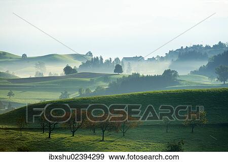 Stock Photo - "Cherry trees in autumn, morainic landscape, Hirzel area, Zurich, Switzerland, Europe". Fotosearch