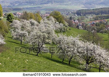 Stock Image - "Cherry trees in blossom, Roedlas, municipality of Neunkirchen am Brand, Franconian Switzerland, Upper Franconia, Franconia, Bavaria, Germany, Europe". Fotosearch