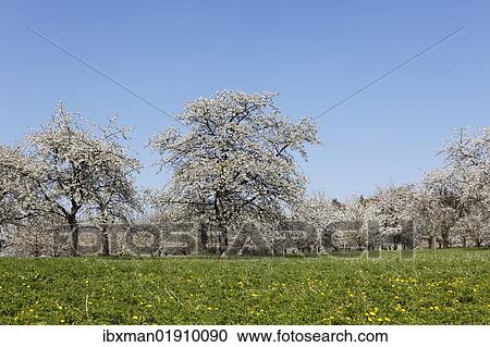 "Cherry trees in blossom, Sweet cherry (Prunus avium), Hohenschwarz, Franconian Switzerland, Upper Franconia, Franconia, Bavaria, Germany, Europe" View Large Photo Image Stock Image - "Cherry trees in blossom, Sweet cherry (Prunus avium), Hohenschwarz, Franconian Switzerland, Upper Franconia, Franconia, Bavaria, Germany, Europe". Fotosearch
