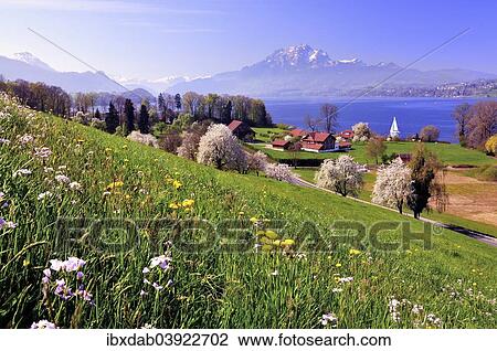 "Cherry trees in full bloom at Lake Lucerne, view of Mount Pilatus, Greppen, Canton of Lucerne, Switzerland, Europe" View Large Photo Image Stock Image - "Cherry trees in full bloom at Lake Lucerne, view of Mount Pilatus, Greppen, Canton of Lucerne, Switzerland, Europe". Fotosearch