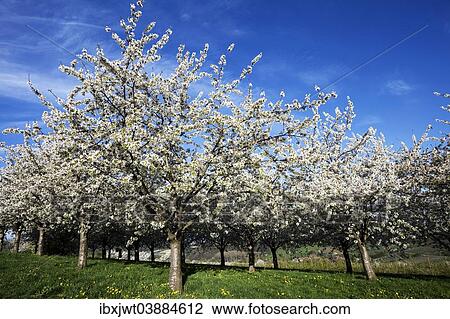 "Cherry trees in full blossom, Obereggenen, Markgraflerland, Black Forest, Baden-Wurttemberg, Germany, Europe" View Large Photo Image Stock Image - "Cherry trees in full blossom, Obereggenen, Markgraflerland, Black Forest, Baden-Wurttemberg, Germany, Europe". Fotosearch
