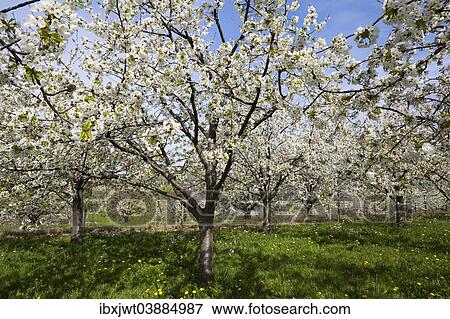 "Cherry trees in full blossom, Obereggenen, Markgraflerland, Black Forest, Baden-Wurttemberg, Germany, Europe" View Large Photo Image Stock Photo - "Cherry trees in full blossom, Obereggenen, Markgraflerland, Black Forest, Baden-Wurttemberg, Germany, Europe". Fotosearch