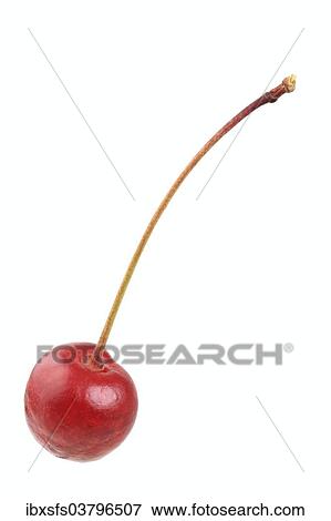 "Cherry, Vogelkirsche variety" View Large Photo Image Stock Photo - "Cherry, Vogelkirsche variety". Fotosearch