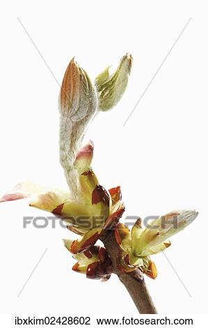 Stock Image - "Chestnut (Castanea), buds". Fotosearch