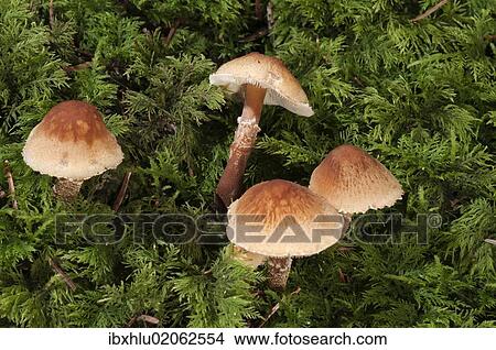 "Chestnut Dapperling (Lepiota castanea), Untergroeningen, Baden-Wuerttemberg, Germany, Europe" View Large Photo Image Picture - "Chestnut Dapperling (Lepiota castanea), Untergroeningen, Baden-Wuerttemberg, Germany, Europe". Fotosearch