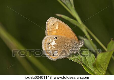 "Chestnut Heath butterfly (Coeonympha glycerion), Neresheim, Baden-Wuerttemberg, Germany, Europe" View Large Photo Image Stock Photo - "Chestnut Heath butterfly (Coeonympha glycerion), Neresheim, Baden-Wuerttemberg, Germany, Europe". Fotosearch