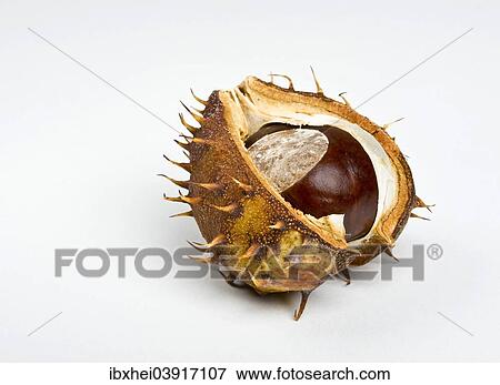 Chestnut in the cupule View Large Photo Image Stock Photo - Chestnut in the cupule. Fotosearch